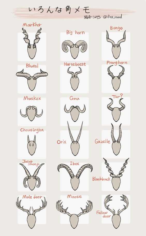 Horns Art Reference 19