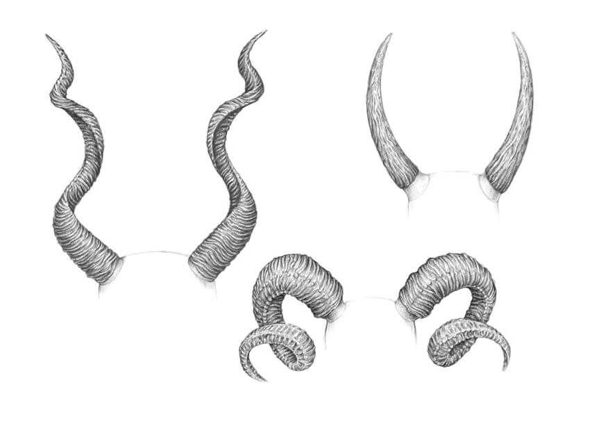Horns Drawing Reference 6