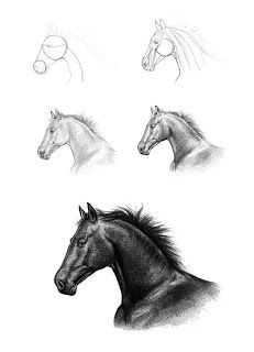 Horse Head Drawing Reference 28
