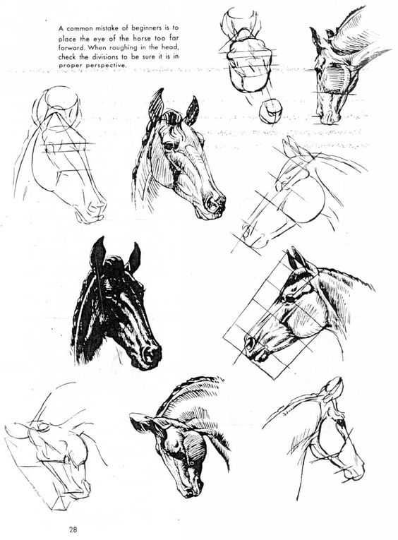 Horse Head Drawing Reference 32