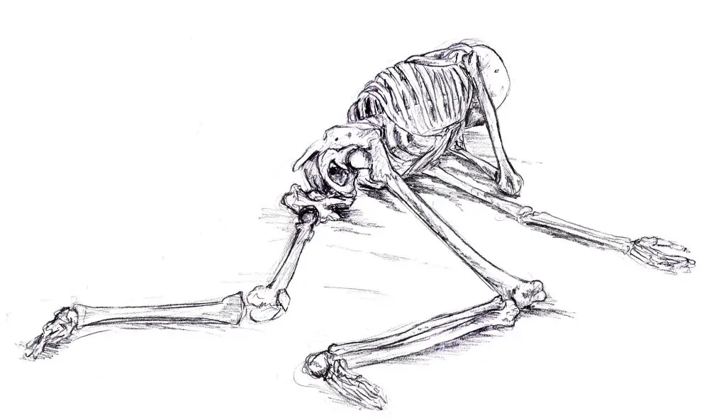 Human Skeleton Drawing Reference 1