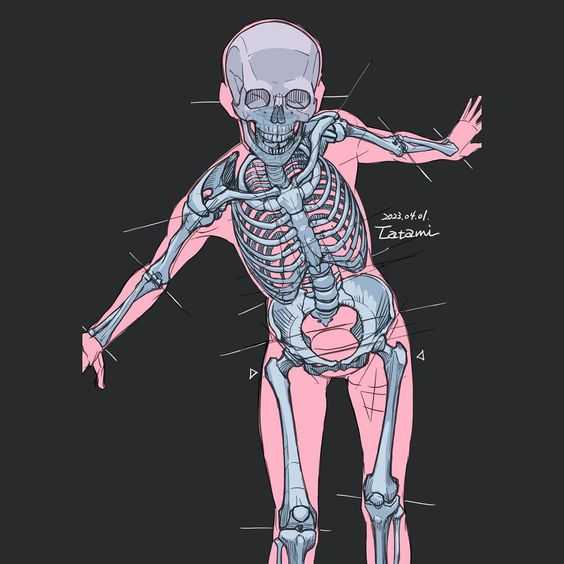 Human Skeleton Drawing Reference 10