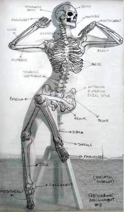 Human Skeleton Drawing Reference 11