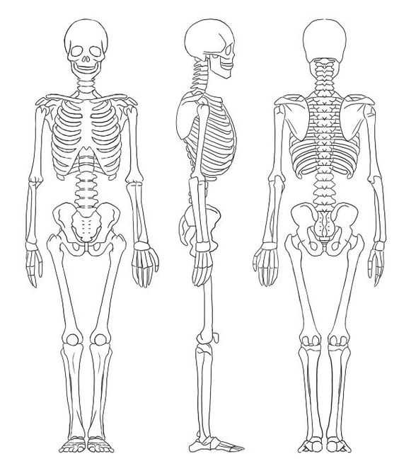 Human Skeleton Drawing Reference 12
