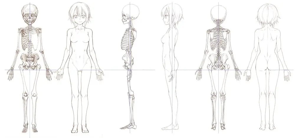 Human Skeleton Drawing Reference 2
