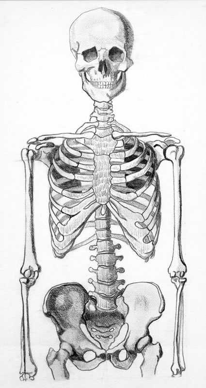 Human Skeleton Drawing Reference 4