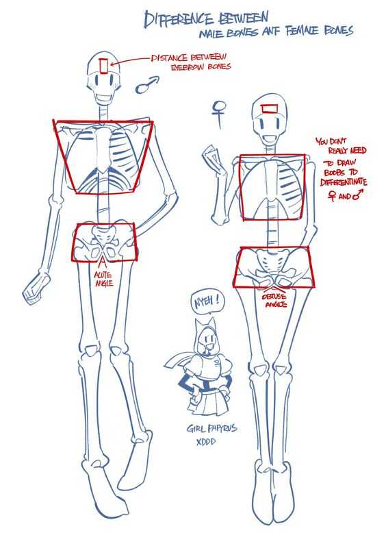 Human Skeleton Drawing Reference 6
