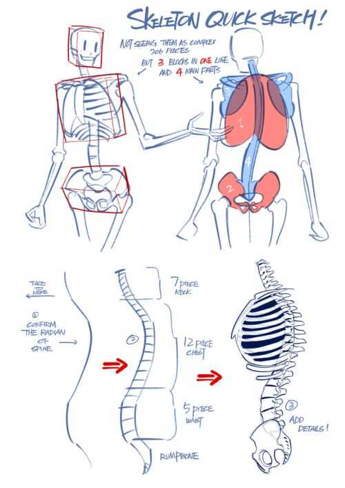 Human Skeleton Drawing Reference 7