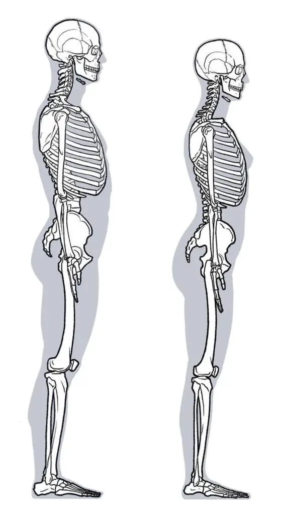 Human Skeleton Drawing Reference 8