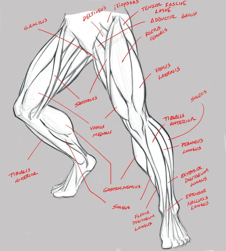 legs drawing reference female legs drawing reference male legs drawing reference muscular legs drawing reference legs art reference 24