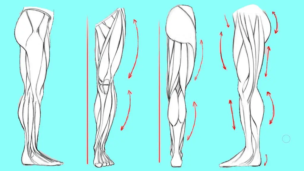 Legs Drawing Reference Female Legs Drawing Reference Male Legs Drawing Reference Muscular Legs Drawing Reference Legs Art Reference 28 1 1024x577