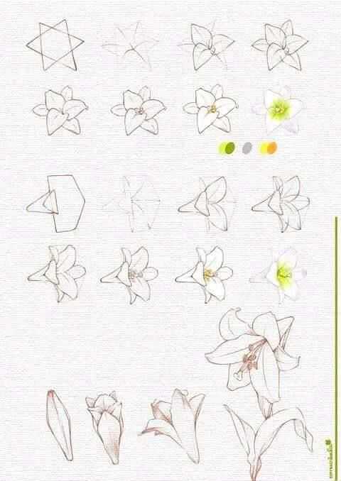 Lily Flower Drawing 14