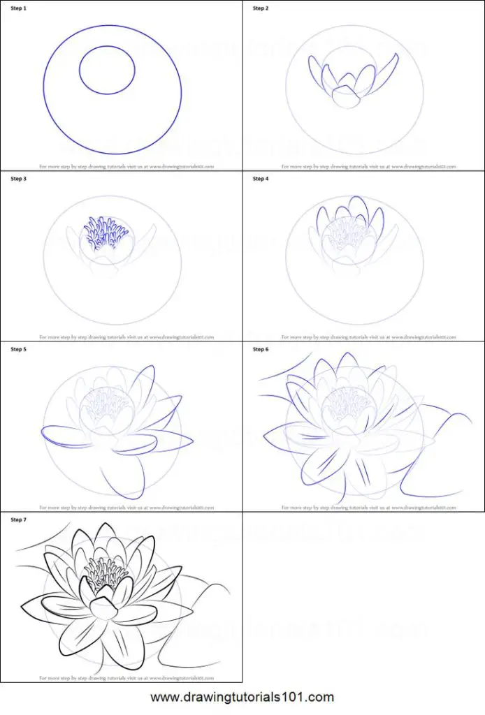 Lily Flower Drawing 5 694x1024