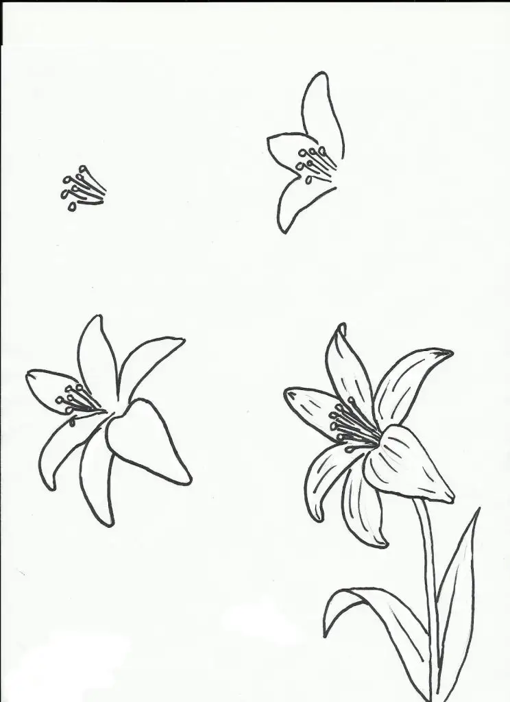 Lily Flower Drawing 8 744x1024