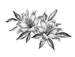 Featured image for lily flower drawing