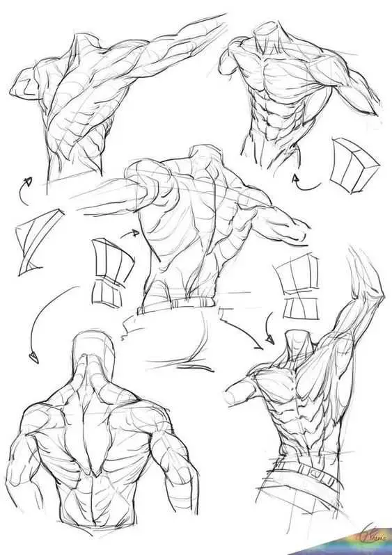 Male Muscle Drawing Reference 1