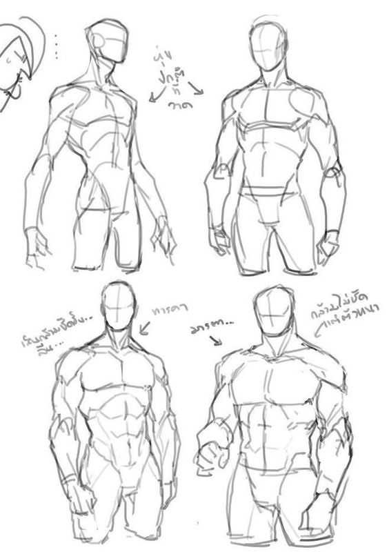 Male Muscle Drawing Reference 2