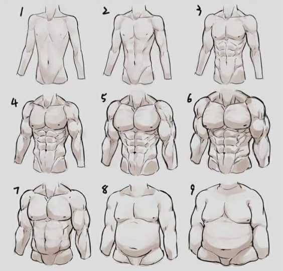Male Muscle Drawing Reference 3
