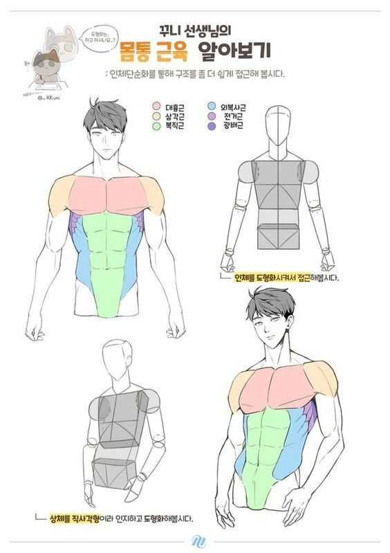 Male Muscle Drawing Reference 6