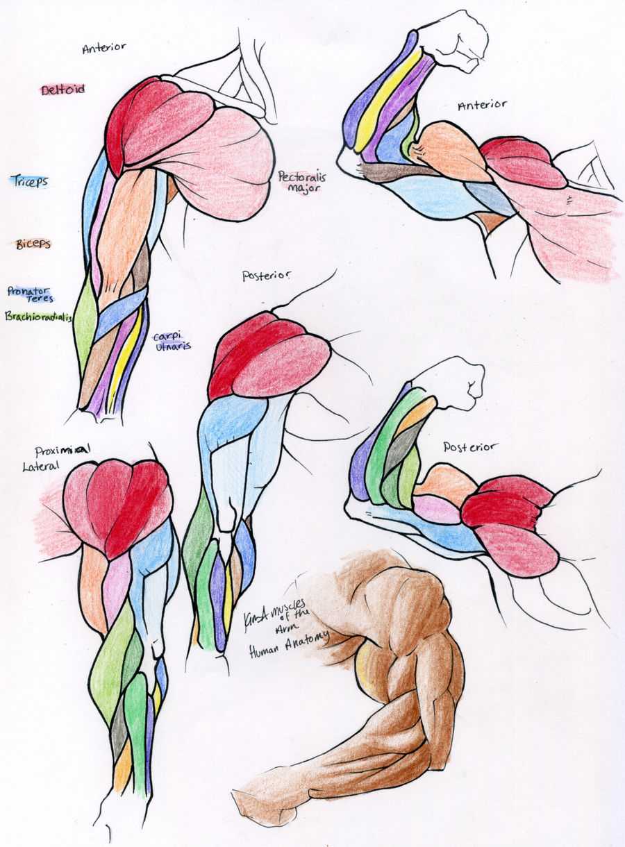 Muscle Anatomy Reference 1