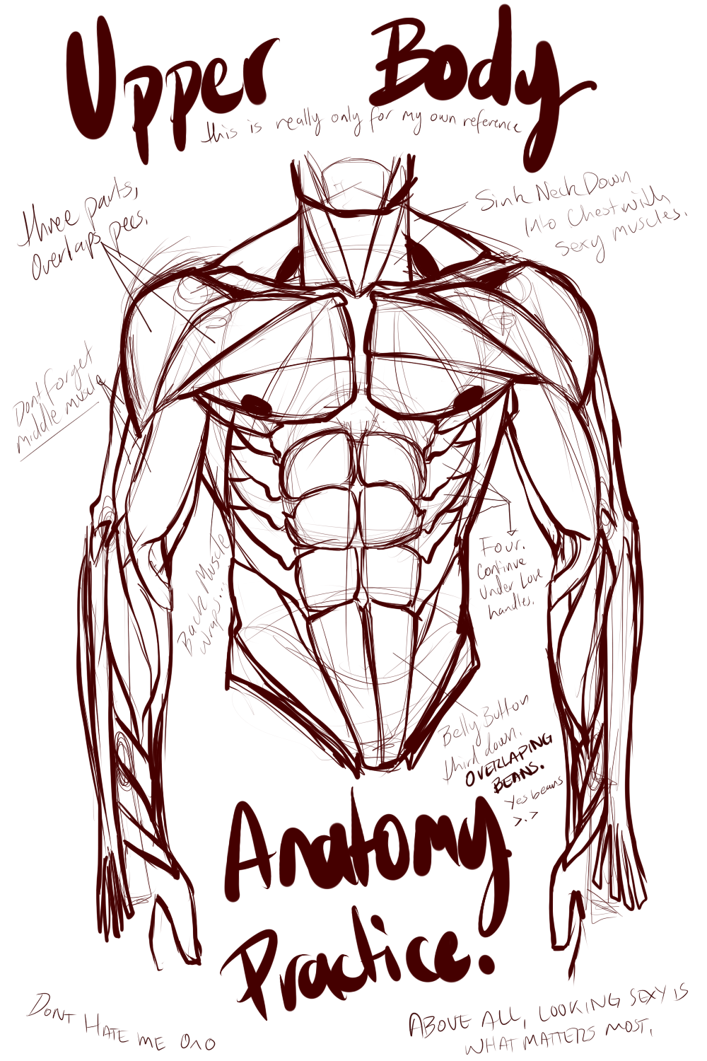 Muscle Anatomy Reference 2