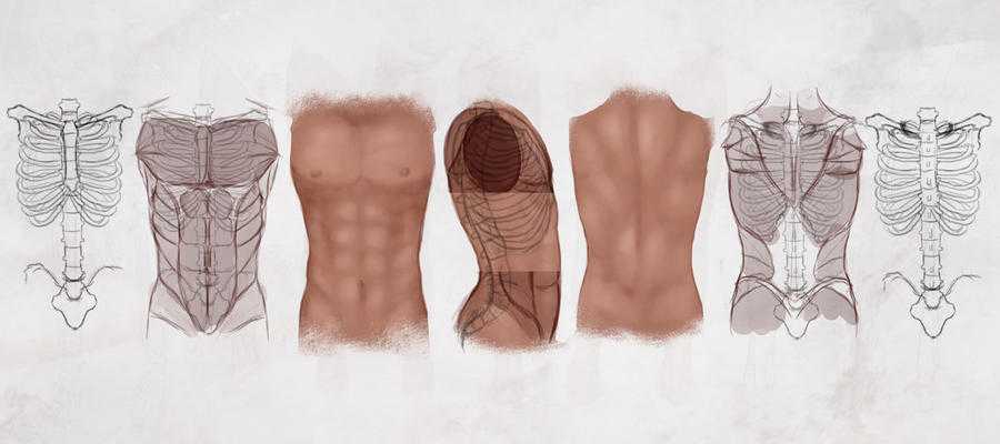 Muscle Anatomy Reference 4