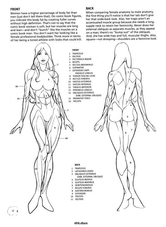 Muscle Anatomy Reference