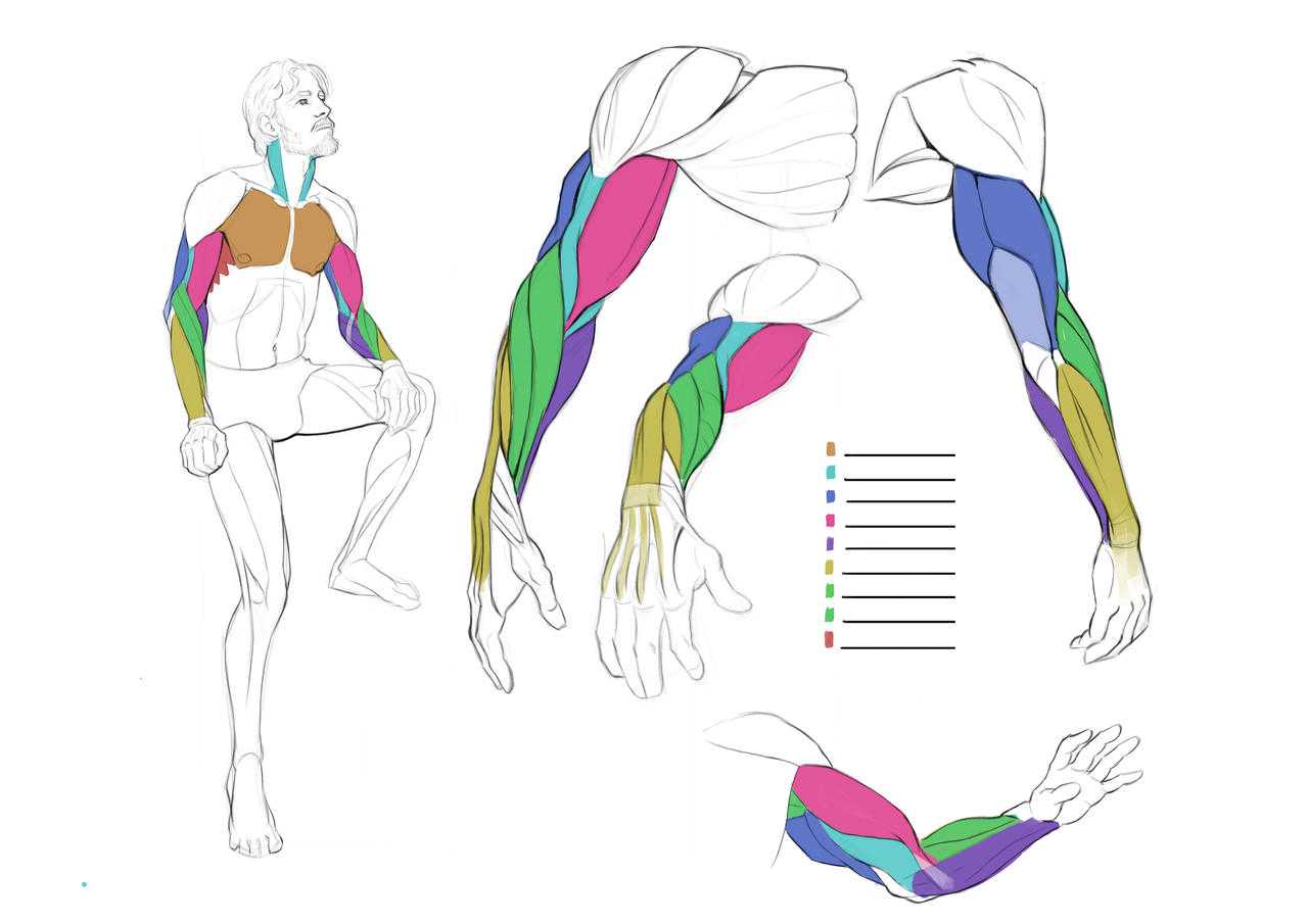 Muscle Art Reference 1