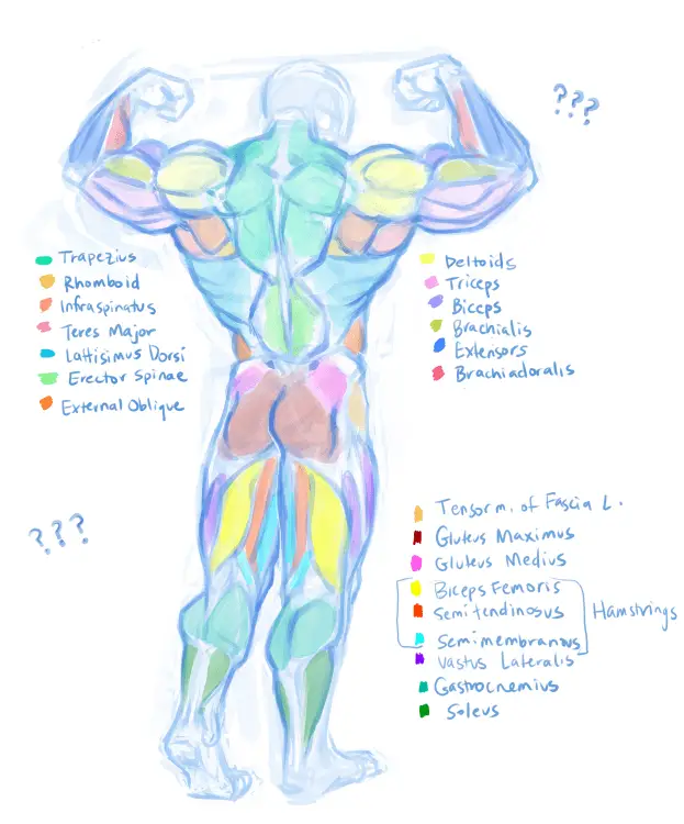 Muscle Art Reference 5