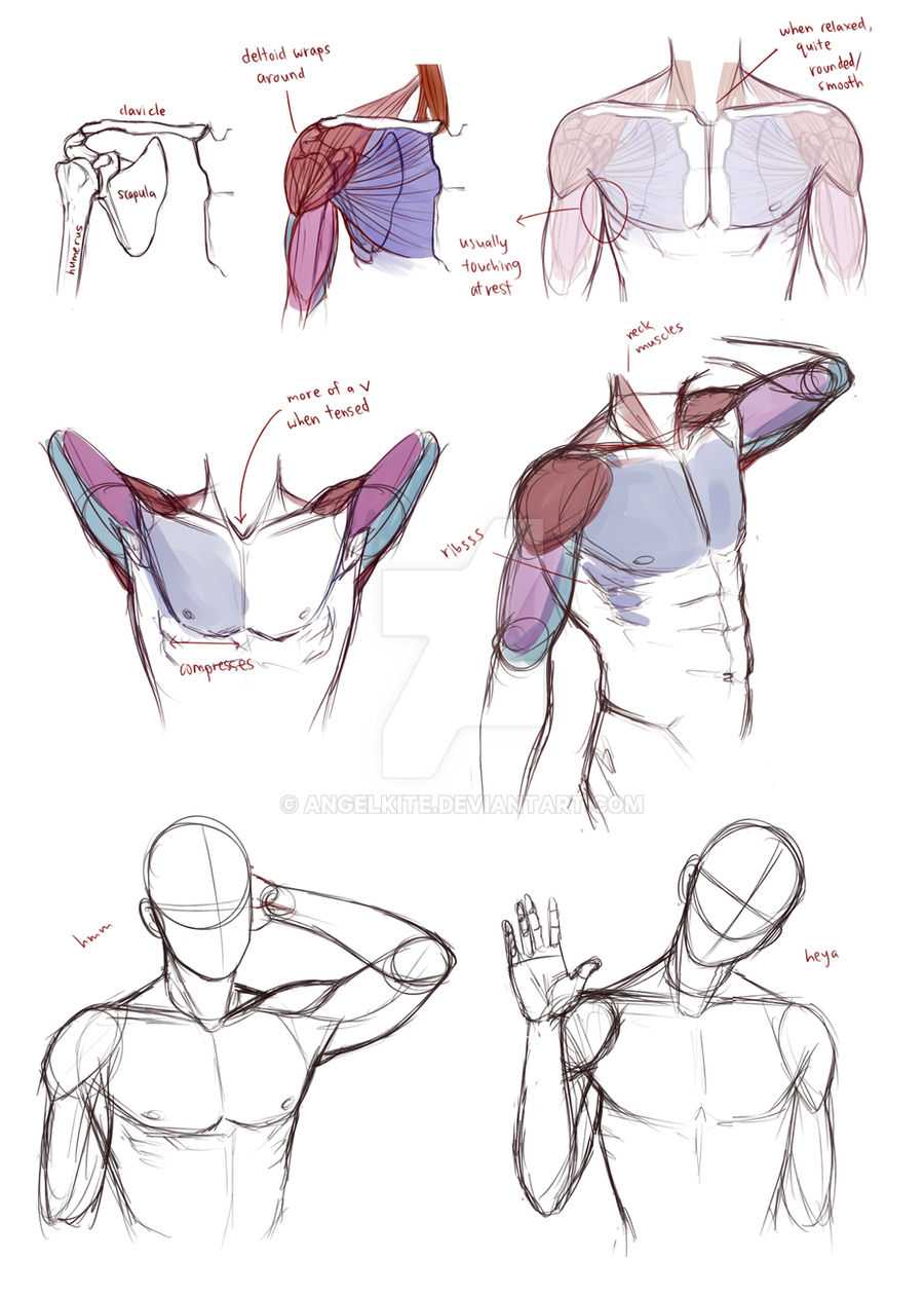 Muscle Art Reference 7
