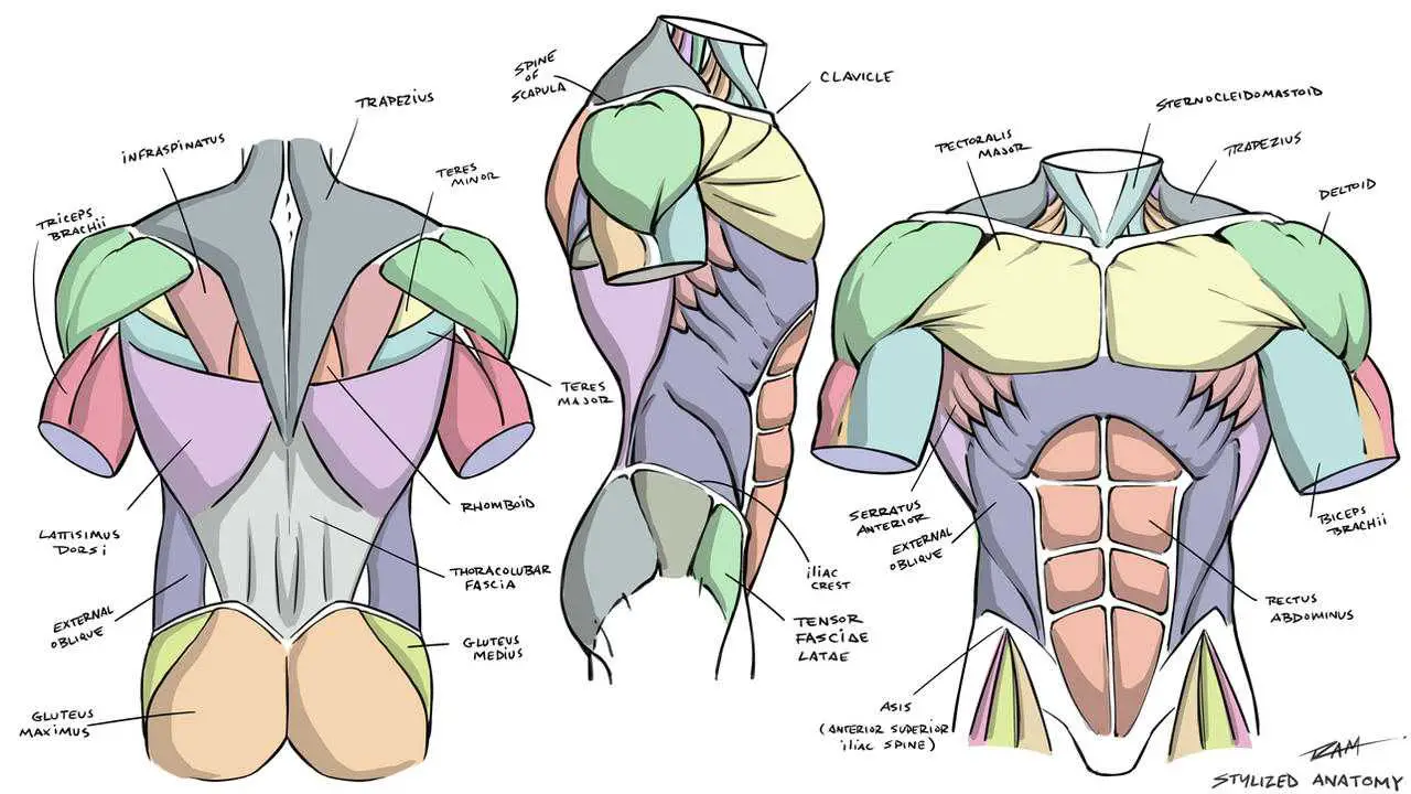 Muscle Drawing Reference 1