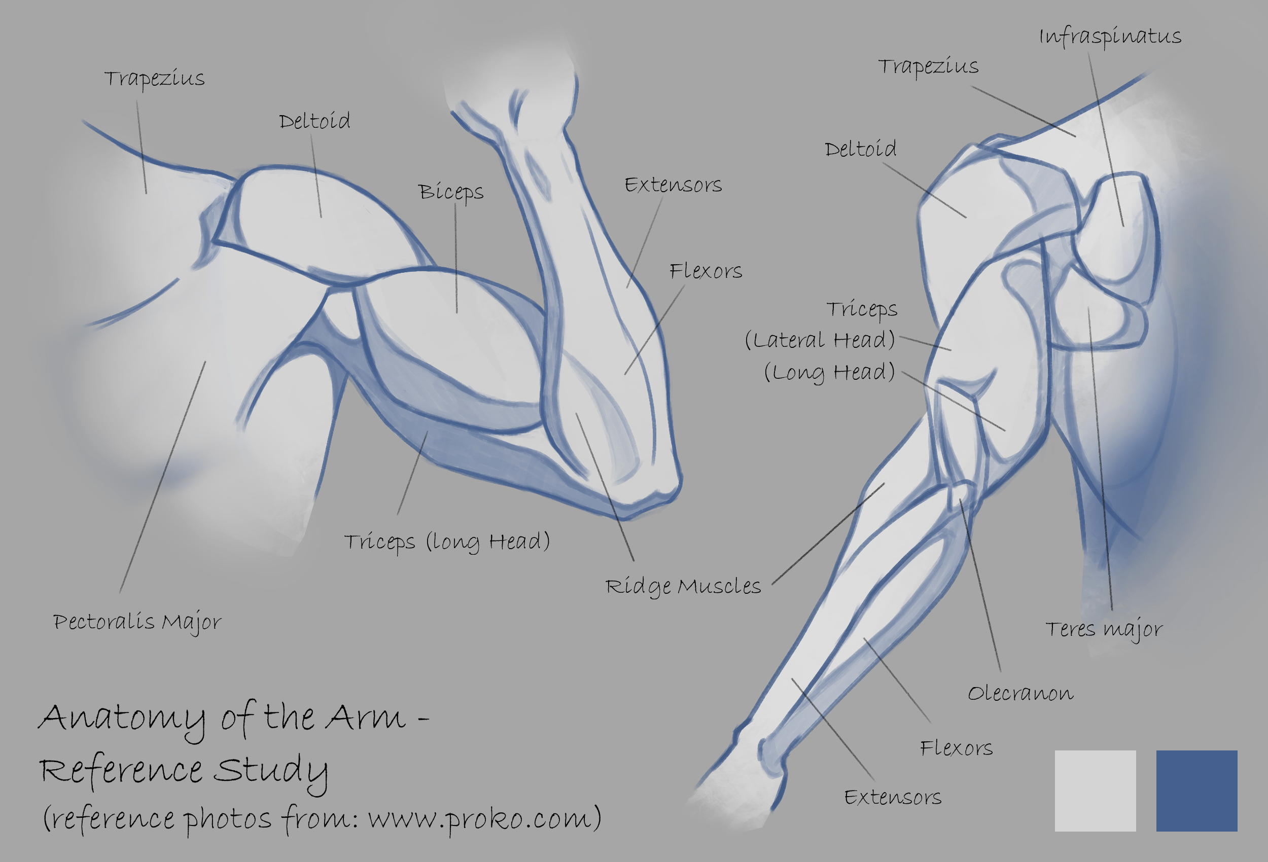 Muscle Drawing Reference 2