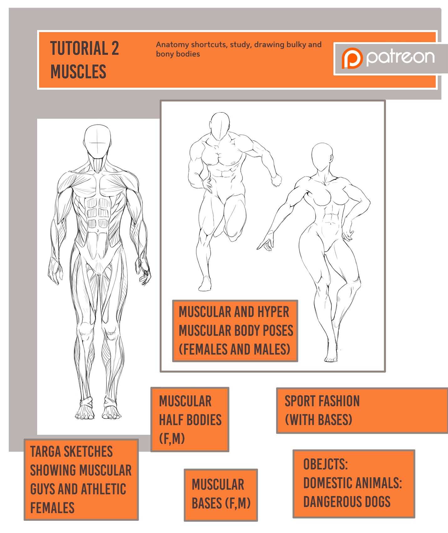 Muscle Drawing Reference 3