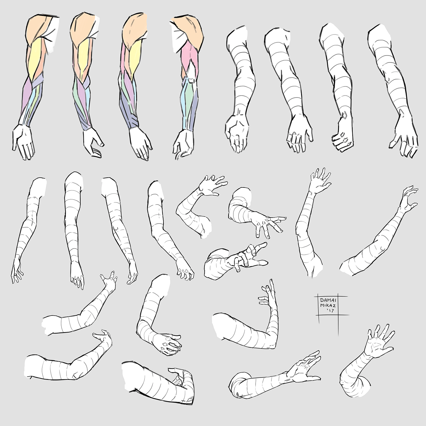 Muscle Drawing Reference 5