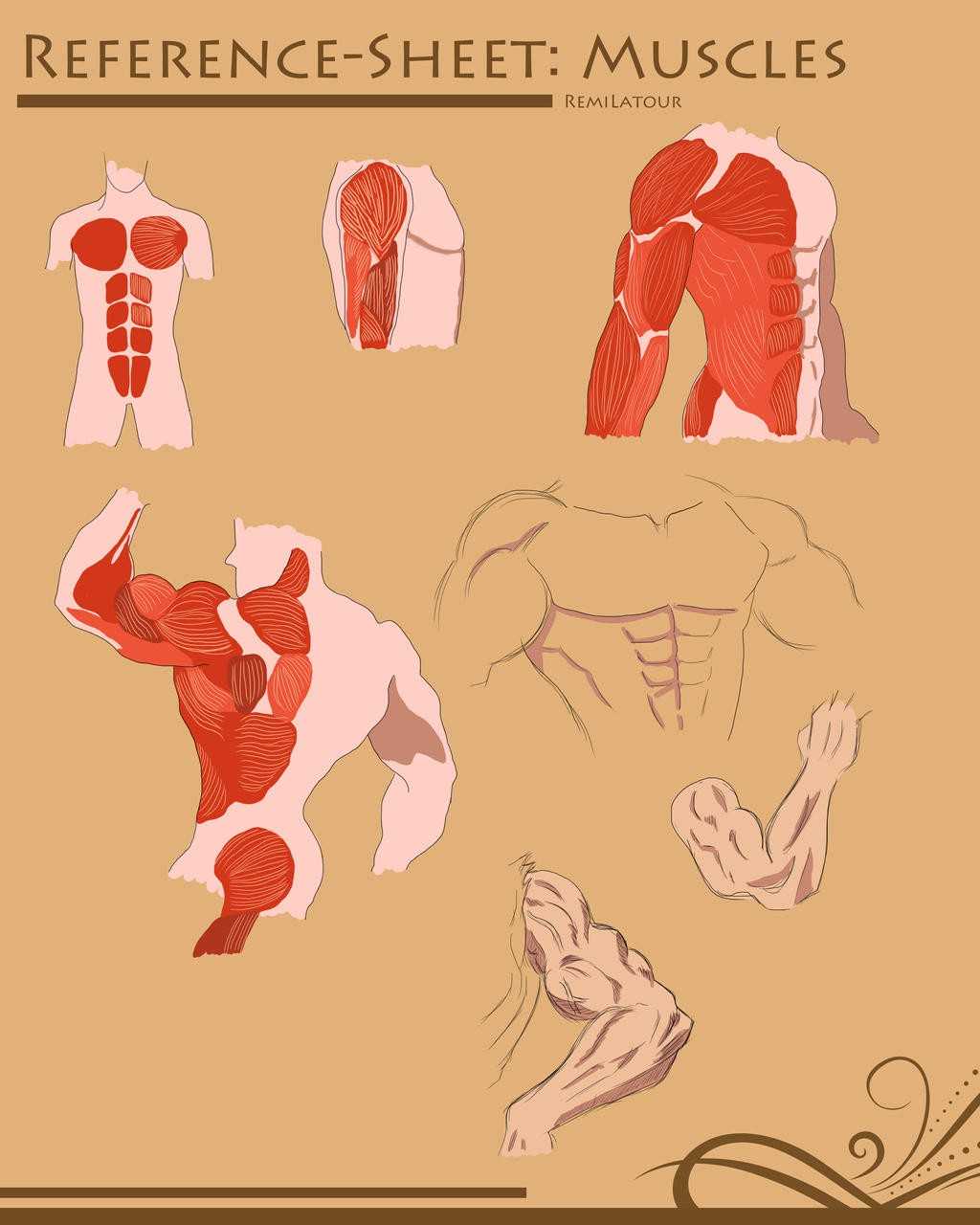 Muscle Drawing Reference 9