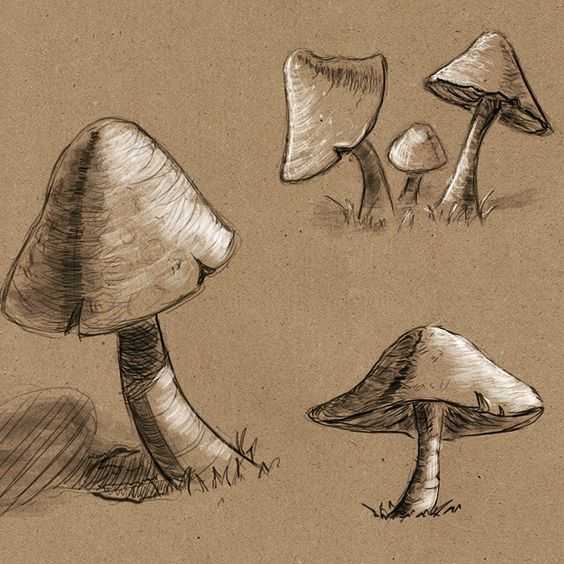 mushroom reference photos 17