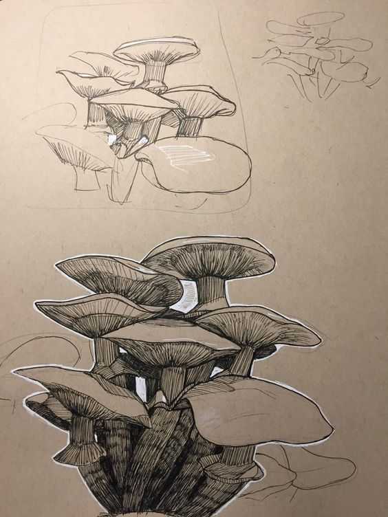mushroom reference photos 19