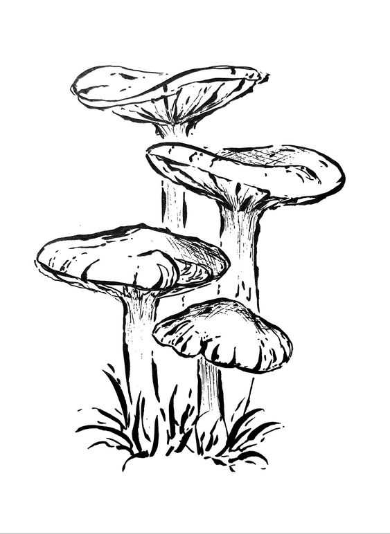 mushroom references 24