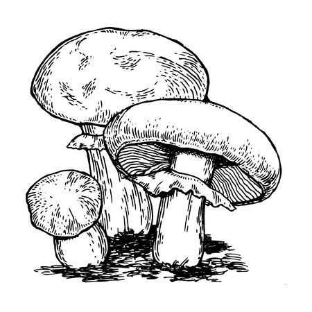 mushroom references 25