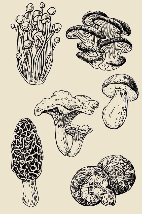 mushroom references 26