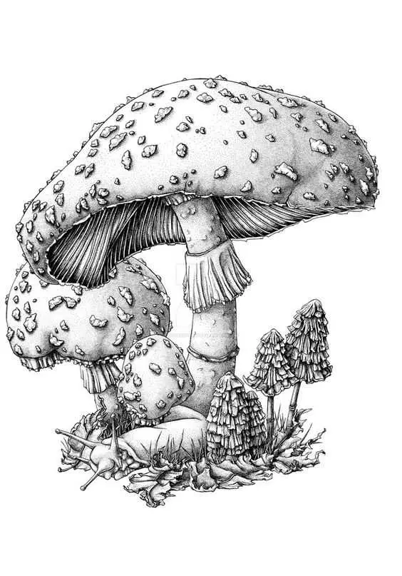 mushroom references 27