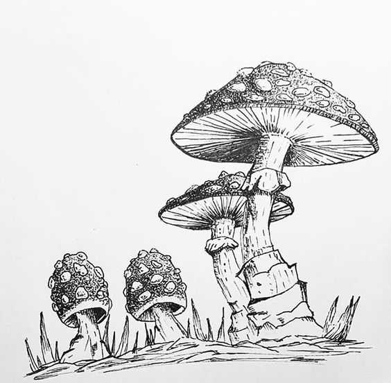 mushroom art reference 28