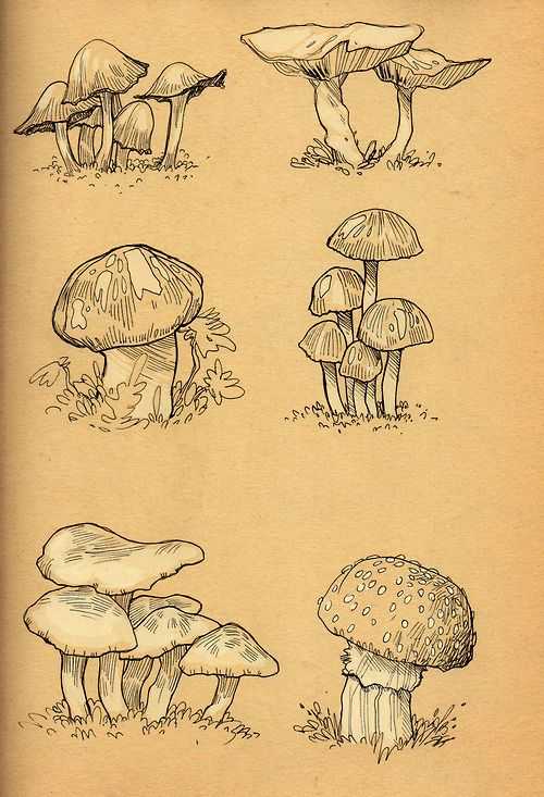 Reference for mushroom drawings 31