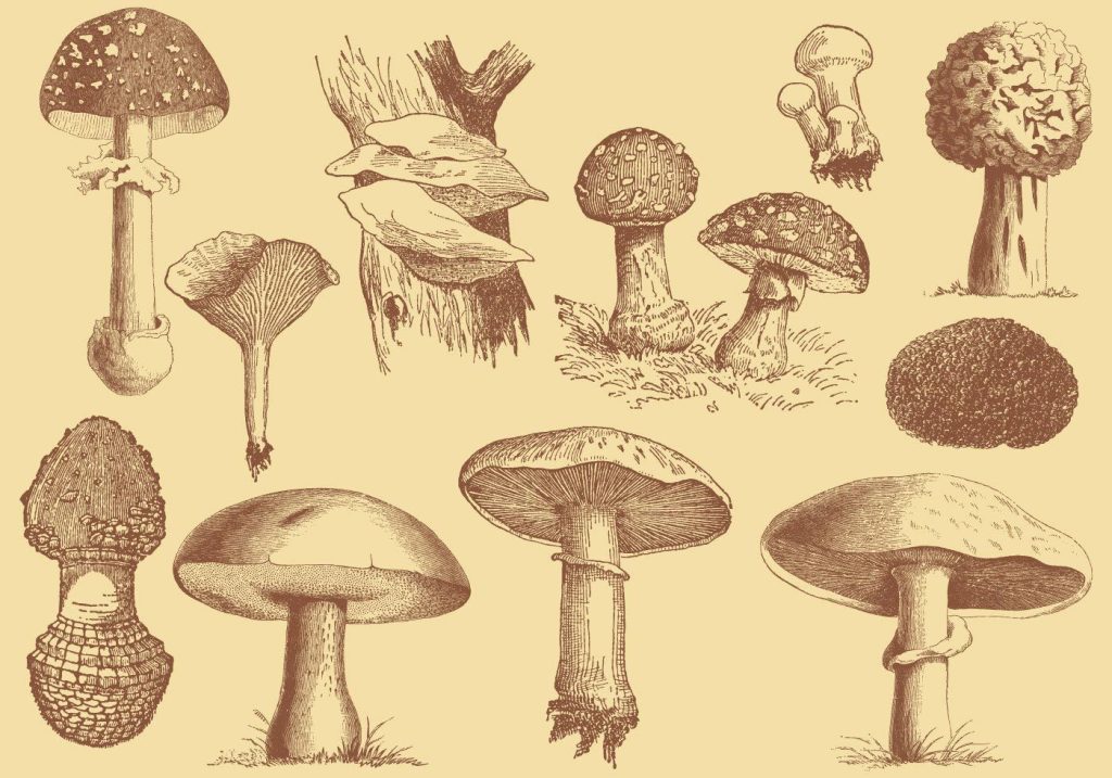 mushroom reference 36