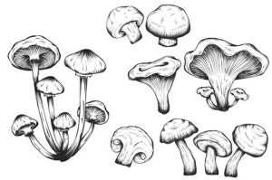 Reference image for mushroom drawing reference