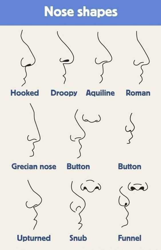 nose drawing reference
nose drawing reference front view
nose reference
nose art reference
nose sketch reference 29