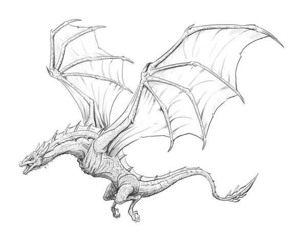 Realistic Dragon Wings Drawing 12