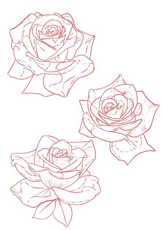 rose drawing reference, rose drawing, easy rose drawing reference, how to draw rose, roses drawing easy, rose drawings, rose sketch 20