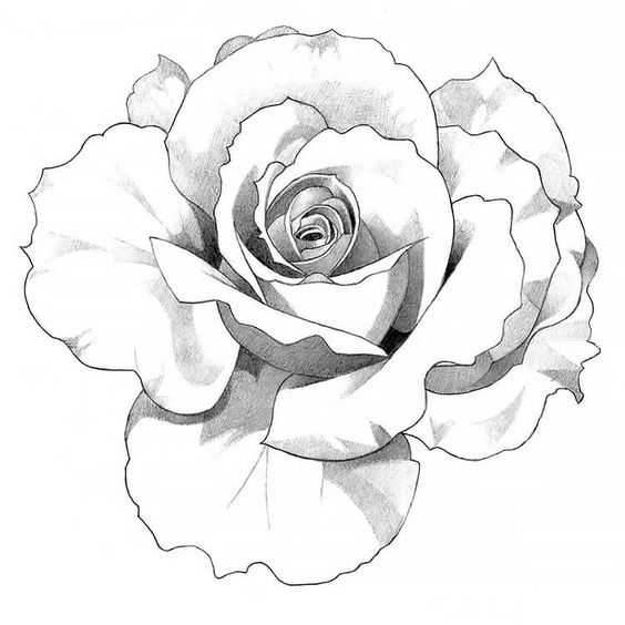 rose drawing reference, rose drawing, easy rose drawing reference, how to draw rose, roses drawing easy, rose drawings, rose sketch 22