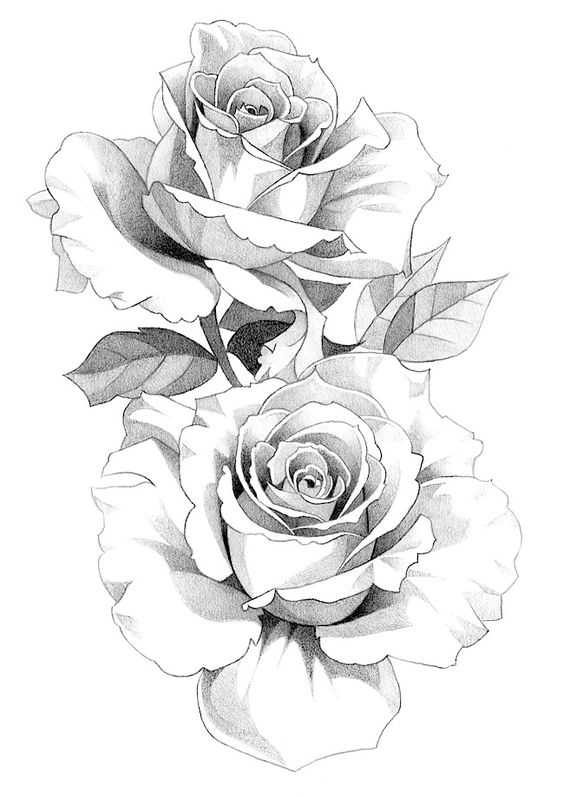 rose drawing reference, rose drawing, easy rose drawing reference, how to draw rose, roses drawing easy, rose drawings, rose sketch 26